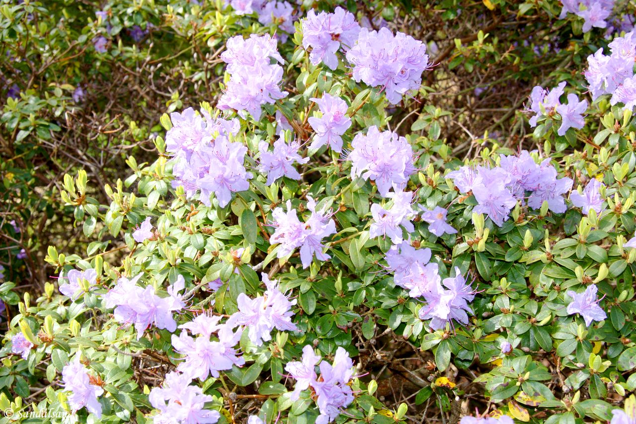 Norway - Rogaland - Sandnes - Arboretet Norway - Rogaland - Sandnes - Arboretet